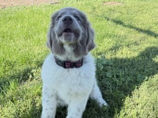 AKC Newfoundland Puppies – Gold – Female – Rogue