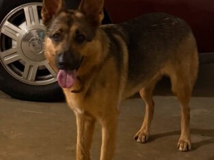 German Shepherd Female