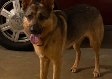 German Shepherd Female