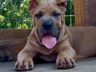 Cane Corso Puppy