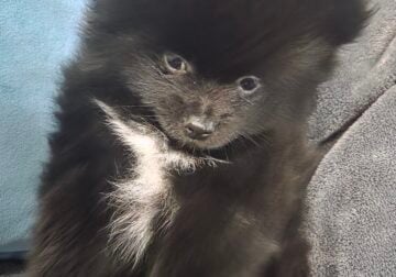 Black and white pomeranian puppies