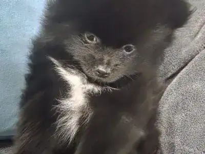 Black and white pomeranian puppies