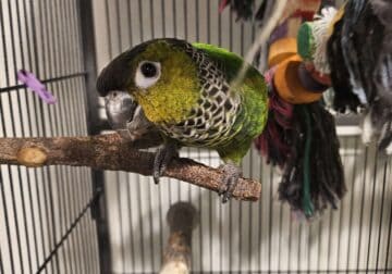 Black Cap Conure