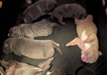 Blue Nose Pitbull puppies with Mom & Dad