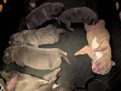 Blue Nose Pitbull puppies with Mom & Dad
