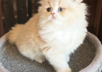 British shorthair