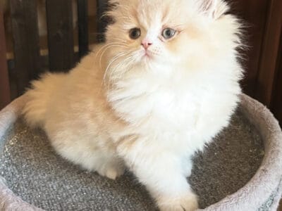 British shorthair