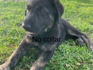 golden shepherd puppies 3 male 2 female