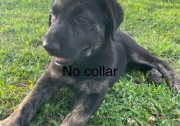 golden shepherd puppies 3 male 2 female