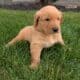 AKC GOLDEN RETRIEVER PUPS