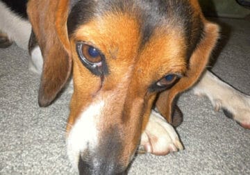 3 yr old beagle