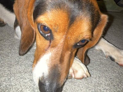 3 yr old beagle