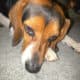 3 yr old beagle