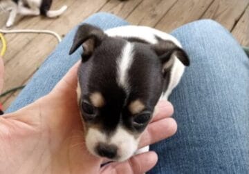 Chihuahua puppies