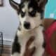 Beautiful Pure Bred Siberian Husky with Blue Eyes