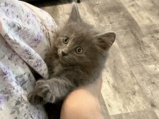 Cuddly Nebelung Kitten