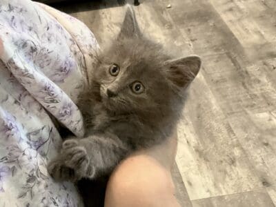 Cuddly Nebelung Kitten