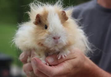 Texel Guinea Pig – Harriet