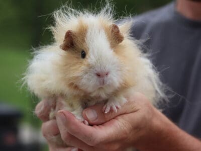 Texel Guinea Pig – Harriet