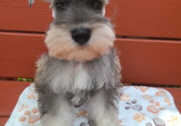 Miniature Schnauzers
