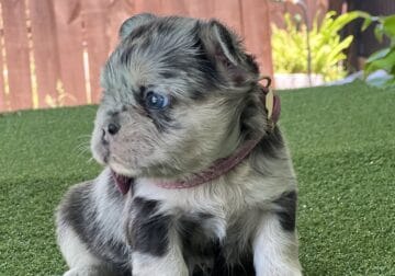 French Bulldog