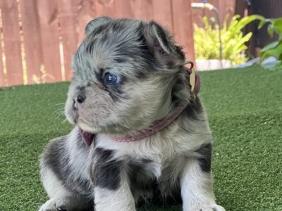 French Bulldog