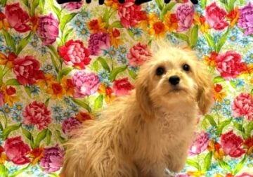 Linda Female Cavapoo Puppy