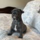 French Bull Dog Puppy – Kevin