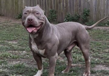 Xl bully male 13mths