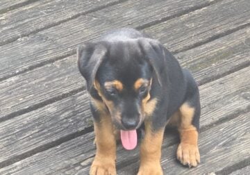 Rottweiler