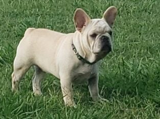 Frenchies Make the Family Complete!
