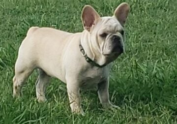 Frenchies Make the Family Complete!