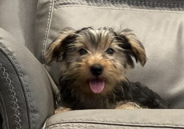 Reduced 14 week old male $550
