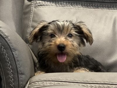 Reduced 14 week old male $500