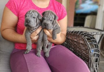 Blue chinese shar pei