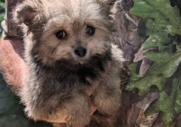 Adorable teacup Maltipom
