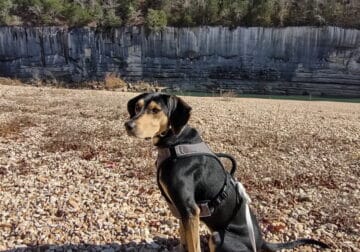 Coonhound Mix
