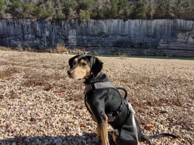 Coonhound Mix