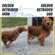 AKC GOLDEN RETRIEVER PUPS