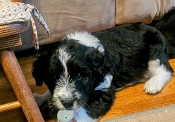 Black and White German Aussidoodle
