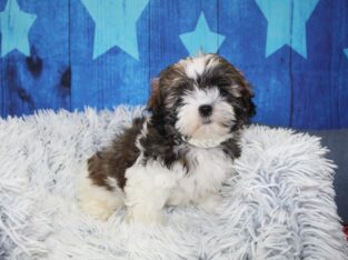 Shih-Tzu Puppies