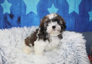 Shih-Tzu Puppies