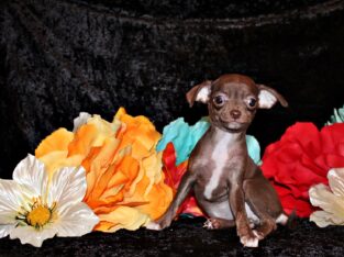 Symbra – Precious Baby Girl w Loads of Personality