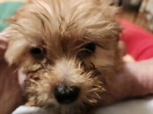 Shorkie boy 2