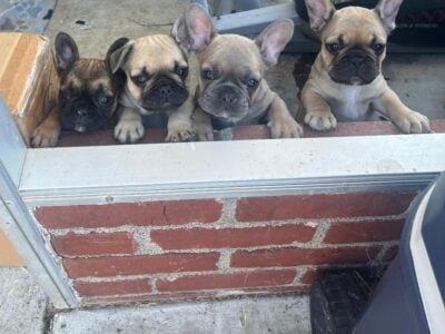 Frenchie Puppies