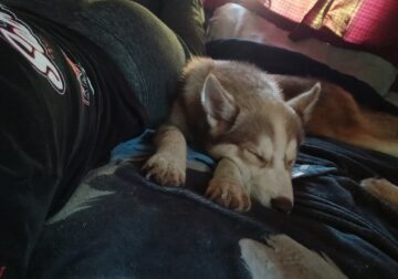 5 month old siberian husky