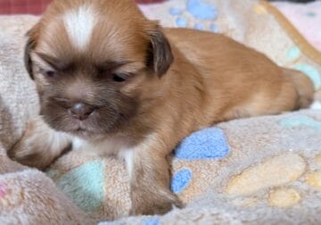Shihtzu puppies
