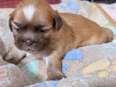 Shihtzu puppies