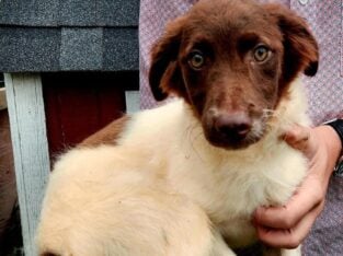 Aussie/Lab Pup