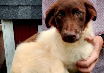 Aussie/Lab Pup